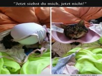 BH-Versteck: Katzenspa� im W�schehaufen!