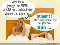 Stiere sind toll