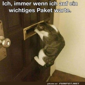 Wenn-ich-ein-wichtiges-Pakte-erwarte.jpg von Queen40