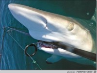 ein angebundener Fisch