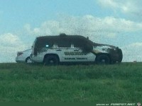 bees-in-the-car-bees-everywhere-they-are-tearing-my-flesh-of