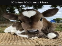 Kleine Kuh mit Herz