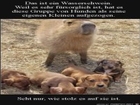 Stolzes Wasserschwein