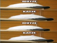 M�tze und Katze