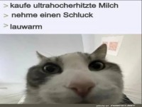Katze reagiert auf ultrahocherhitzte Milch