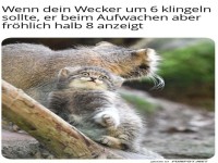 Verschlafen wie ein kleiner Luchs
