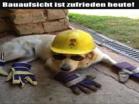 Harte Arbeit: Hund auf der Baustelle!
