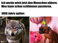 Vom wilden Wolf zum Partyhund