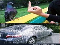 Taube hat sich ger�cht