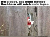 Gef�hrliches Huhn