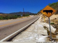 Vorsicht geiler Bulle