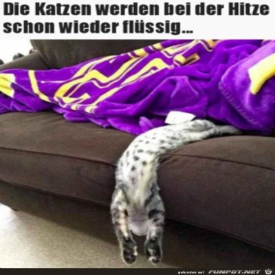 Katze-ist-flüssig.jpg von Matteo