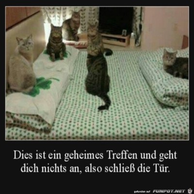 Geheimes-Treffen-der-Katzen.jpg von Clara