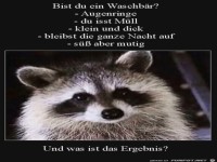 Bist du ein Waschbär?