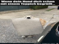 Hund bringt Teppich zur Begr��ung