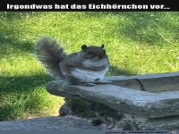 Das Eichh�rnchen plant was