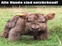 Besonderer Welpe