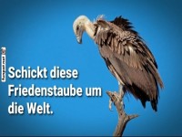 Ironische Botschaft mit einem Geier