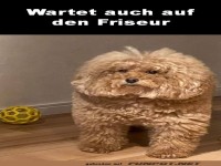 Wann macht der Friseur wieder auf?