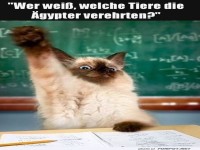 Katze im Unterricht: Streber oder Pharao?