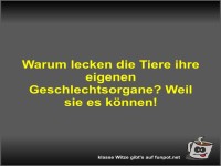 Warum lecken die Tiere ihre eigenen Geschlechtsorgane?