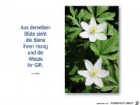 aus der selben bl�te