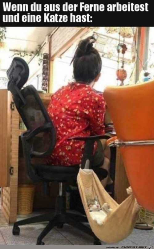Mit-Katze-zuhause-arbeiten.jpg auf www.funpot.net