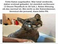 Katze gebadet nach unerwartetem Fund