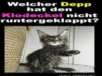 Katzen und Klodeckel: Eine feuchte Angelegenheit