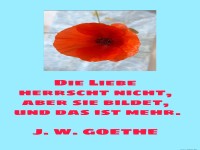 Die Liebe herrscht nicht