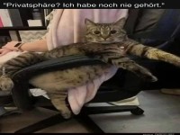 Diese Katze hat Chef-Level Gelassenheit erreicht!