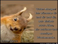 Guten Morgen