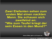 Zwei Elefanten sehen zum ersten Mal 