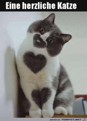 Eine-herzliche-Katze.jpg auf www.funpot.net