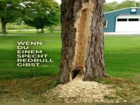 Der Specht war flei�ig