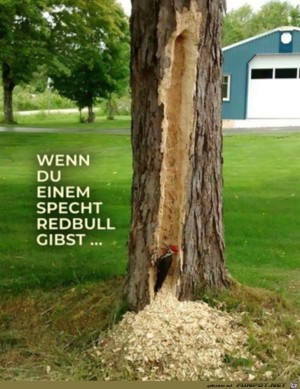 Der-Specht-war-fleiig.jpg auf www.funpot.net