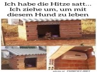 Ich ziehe zu diesem Hund