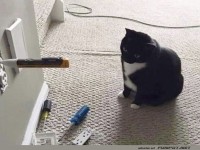 Katzenhandwerker im Einsatz