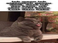 Katzen-Prokrastination pur