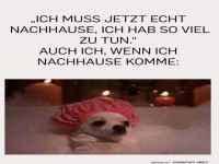 Ein Hundebad mit Priorit�ten