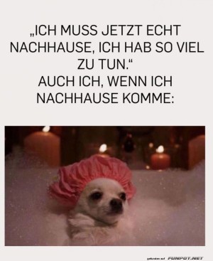 Ein-Hundebad-mit-Priorit�ten.jpg auf www.funpot.net