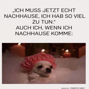 fun-Bild: Ein Hundebad mit Priorit&auml;ten