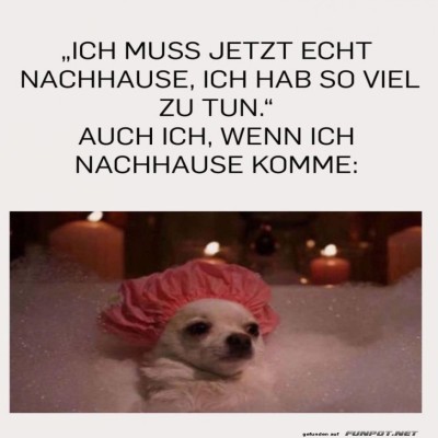Ein-Hundebad-mit-Priorit&auml;ten.jpg von Clarissa