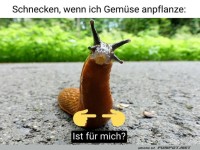 Schnecken als Gem�se-Fans!