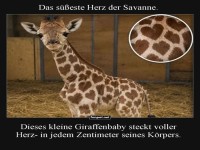 Herzallerliebstes Giraffenbaby