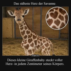 Herzallerliebstes-Giraffenbaby.jpg von Queen92