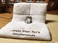 Chillen wie ein Profi-K�tzchen