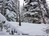 Winterlandschaft -B�ume