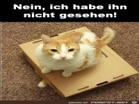 Nein ich habe die neue Katze nicht gesehen