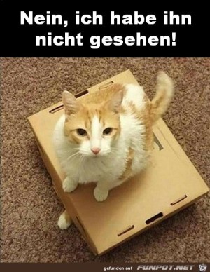 Nein-ich-habe-die-neue-Katze-nicht-gesehen.jpg auf www.funpot.net